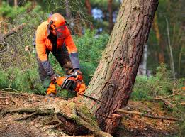 Professional Tree Removal in Unicoi, TN