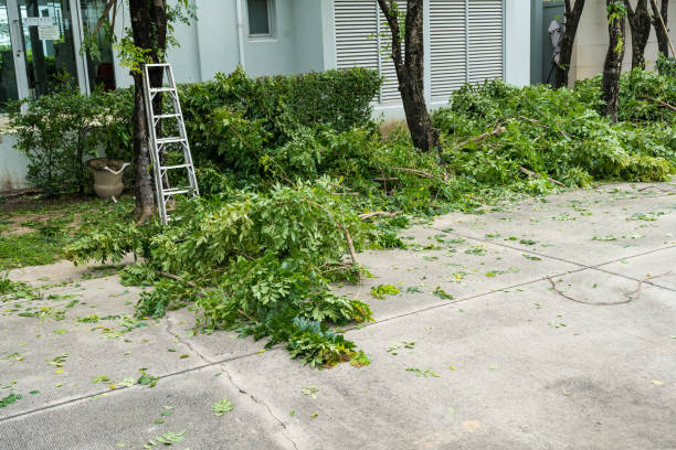 Best Tree Trimming and Pruning  in Unicoi, TN