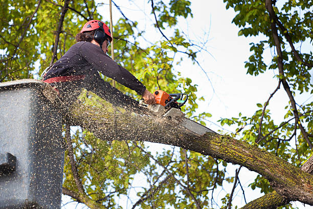 Best Tree Maintenance Programs  in Unicoi, TN